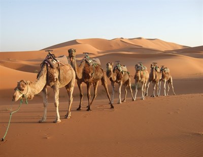 Emirates Oasis Tourism