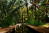 Al Ain Oasis