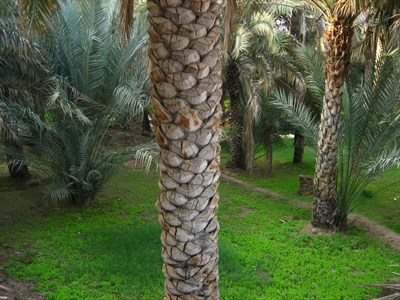 Al Ain Oasis