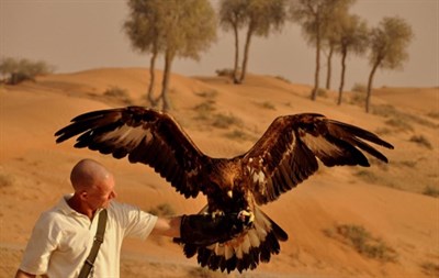 Falcon Show