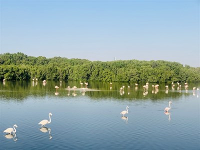 Ras Al Khor Wildlife Sanctuary