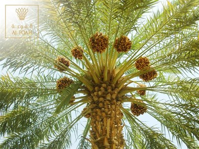 Al Foah Dates